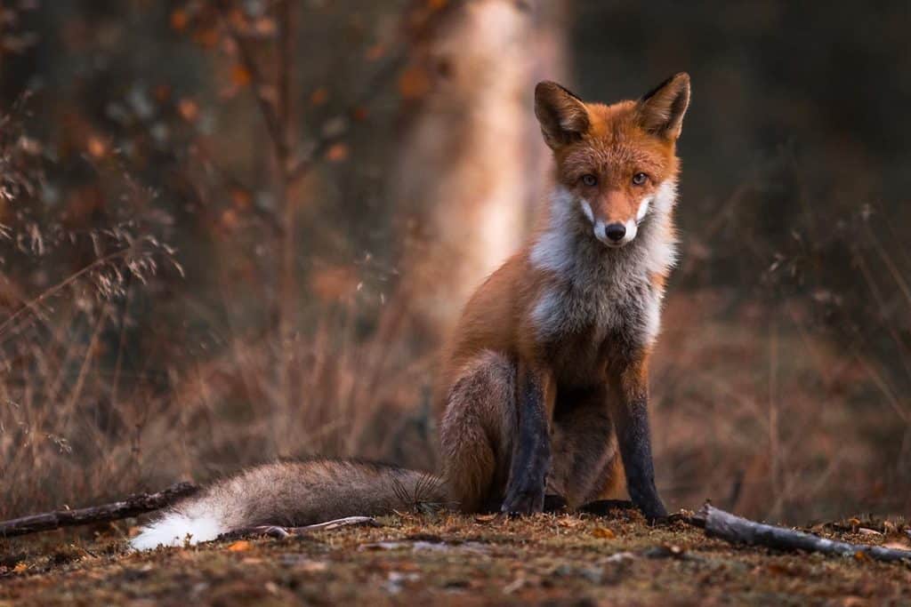 Red fox in Finland by Ossi Saarinen