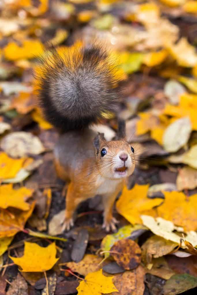 Squirrel Finland photo ossi saarinen